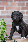Labradoodle puppy