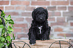 Labradoodle puppy