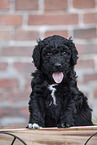 Labradoodle