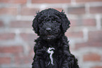 Labradoodle