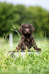 Labradoodle puppy in bucket