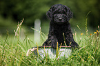 Labradoodle puppy in bucket