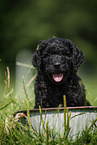 Labradoodle puppy in bucket