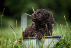 Labradoodle puppy in bucket