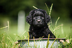 Labradoodle puppy in bucket