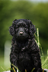 Labradoodle puppy portrait