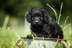 Labradoodle puppy in bucket