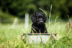 Labradoodle puppy in bucket