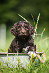 Labradoodle puppy in bucket