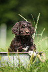 Labradoodle puppy in bucket