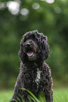 Labradoodle on meadow