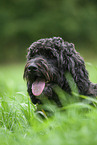 Labradoodle on meadow