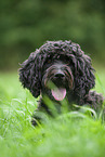 Labradoodle on meadow