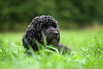 Labradoodle on meadow