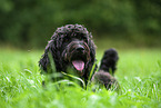 Labradoodle on meadow