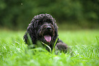 Labradoodle on meadow