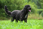 Labradoodle on meadow