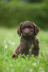 brown Labradoodle puppy on meadow