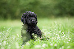 Labradoodle puppy