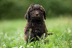 brown Labradoodle puppy on meadow