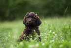 brown Labradoodle puppy on meadow