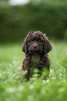 brown Labradoodle puppy on meadow