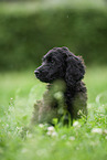 black Labradoodle on meadow