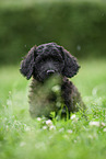 black Labradoodle on meadow