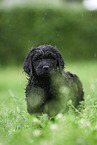 black Labradoodle on meadow