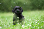 black Labradoodle on meadow