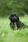 black Labradoodle on meadow