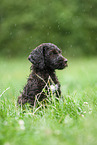 brown Labradoodle puppy on meadow