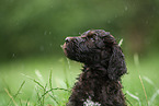 brown Labradoodle puppy on meadow