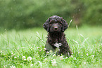 brown Labradoodle puppy on meadow