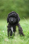 black Labradoodle on meadow