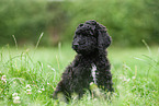 black Labradoodle on meadow