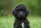 black Labradoodle on meadow