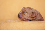 yellow Labradoodle puppy