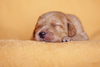 yellow Labradoodle puppy