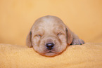 yellow Labradoodle puppy