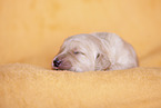 yellow Labradoodle puppy