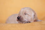yellow Labradoodle puppy