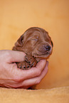 yellow Labradoodle puppy