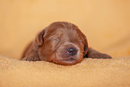 yellow Labradoodle puppy