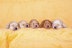yellow Labradoodle puppies