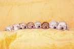 yellow Labradoodle puppies