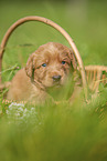 Labradoodle puppy in basket