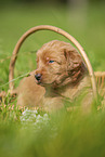Labradoodle puppy in basket