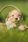 Labradoodle puppy in basket