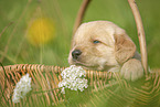 Labradoodle puppy in basket